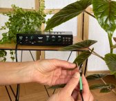 Musique des plantes